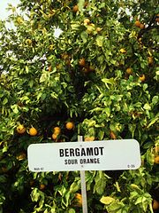 Bergamot Orange Tree