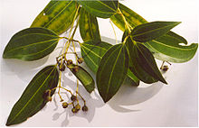 Cinnamomum Verum Plant