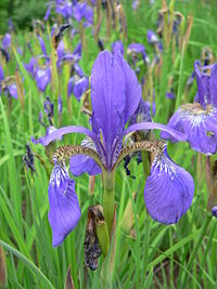 Iris Plant