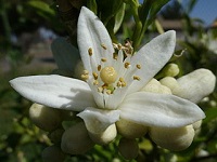 Ornage Blossom Flower