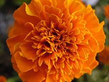 African Marigold Flower