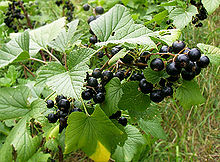 Blackcurrant Plant