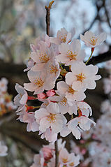 Cherry Blossom Flower
