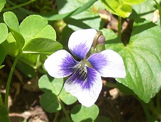 Dewy Violet Plant