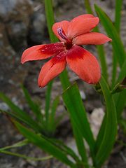 Freesia Laxa Plant