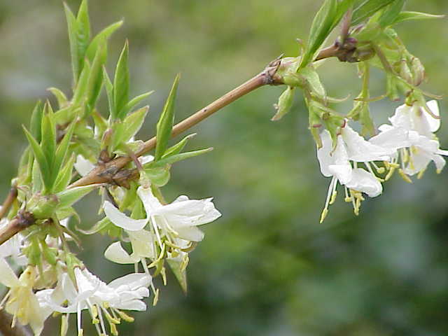 Honeysuckle Plant