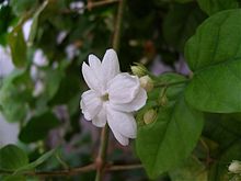 Jasmine Sambac Flower