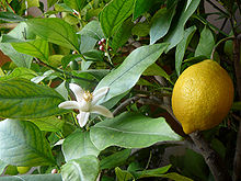 Lemon Citrus Tree