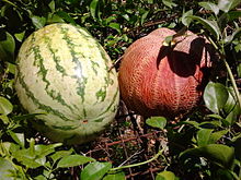 Water melon & Melon