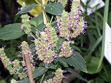 Patchouli Plant
