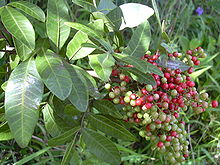 Pink Pepper Bush