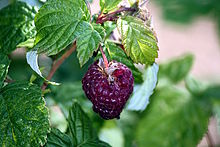Raspberry Plant