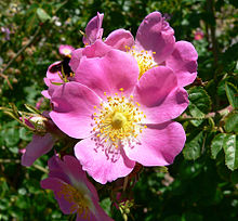 Wild Rose Plant