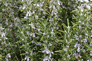 Rosemary Herb Plant