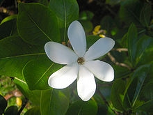 Tahitian Gardenia Flower