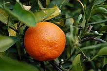 Tangerine Fruit