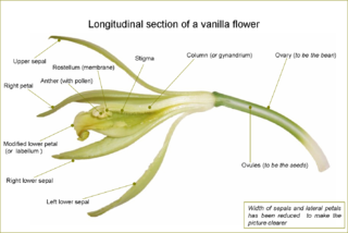 Vanilla Plant Drawing