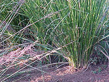 Vetiver Grass