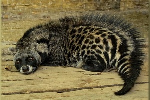 African Civet Musk