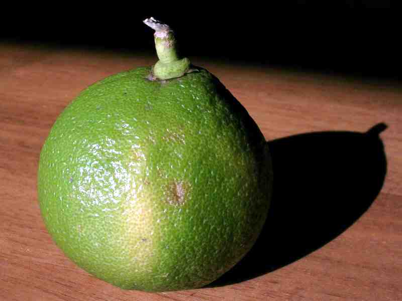 Bergamot Fruit