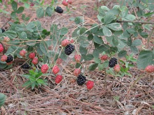 Dewberry Fruit Plant