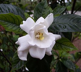 Tahitian Gardenia Flower