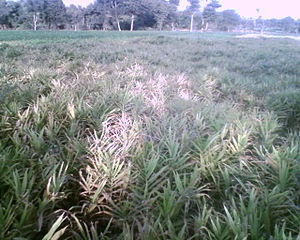 Ginger Field