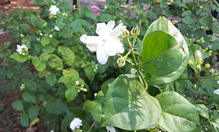 Jasmine Plant