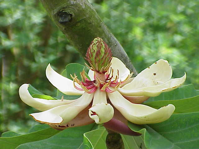 Magnolia Obotava Plant