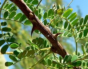 Mimosa Acacia Plant