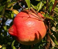 Pomegranate Fruit