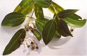 Sri-Lanka Cinnamon Plant