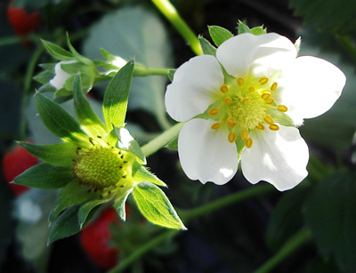 Strawberry Plant