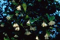 Styrax Tree