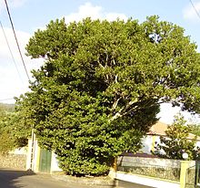 Ocotea Tree (Sweet-Wood)