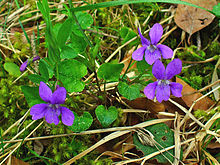 Violet Plant