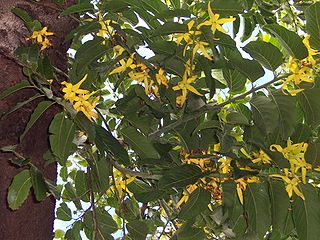 Ylang-Ylang Tree