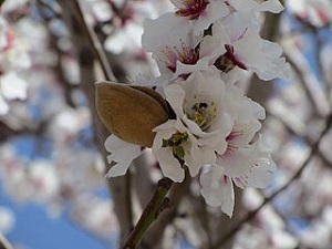 Almond Blossom
