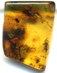 Fossilized Amber