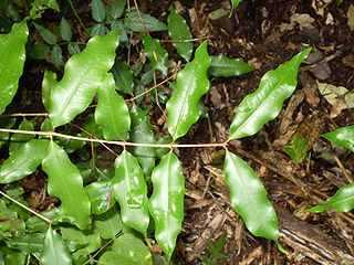 Anise Vine Plant
