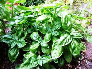 Basil Herb Plant