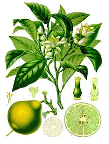 Bergamot Orange Plant Drawing