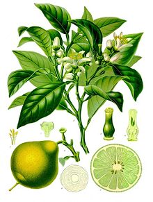 Bergamot Orange Drawing