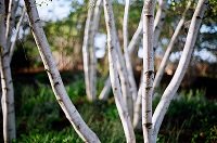 Birch wood