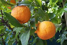 Bitter Orange Fruit
