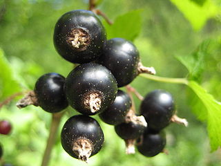 Blackcurrant Fruit