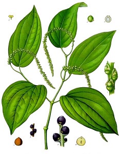 Black Pepper Plant Drawing