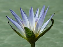 Blue Egyptian Water Lily