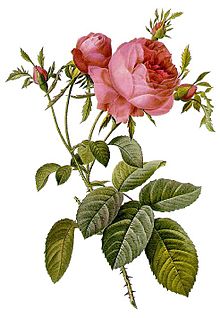 Cabbage Rose plant Drawing