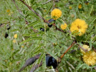 Cassia Plant